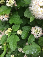 Physocarpus intermedius