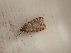 Scoparia ambigualis