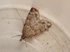 Scoparia ambigualis