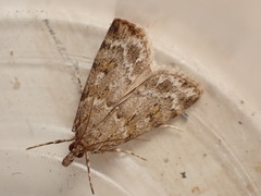 Scoparia ambigualis