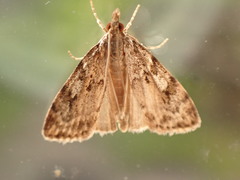 Scoparia ambigualis