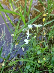 Cardamine dentata