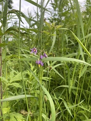 Solanum dulcamara