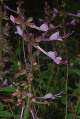 Syncolostemon canescens