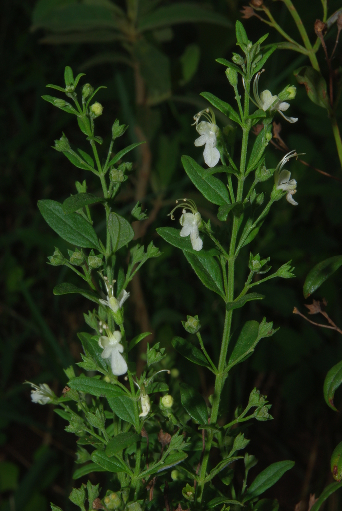 River Woodsage