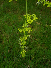 Dilodendron costaricense