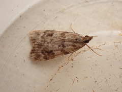 Scoparia ambigualis