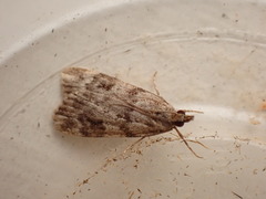 Scoparia ambigualis