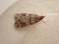 Scoparia ambigualis