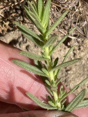 Deinandra floribunda