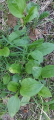 Plantago major