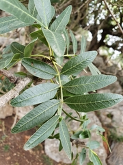 Pistacia atlantica