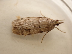Scoparia ambigualis