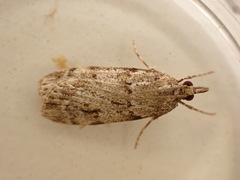 Scoparia ambigualis