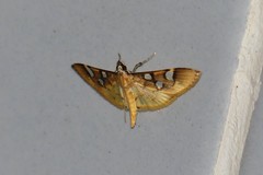 Cotachena pubescens