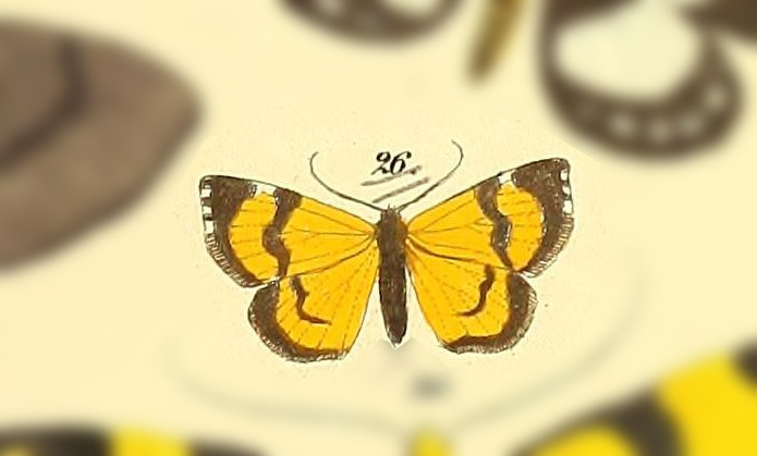 Hagnagora vittata