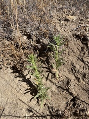 Deinandra floribunda