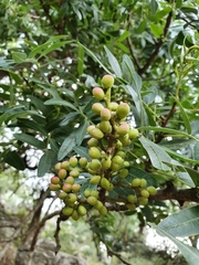Pistacia atlantica