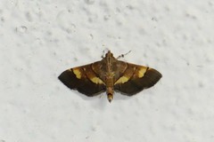 Syngamia latimarginalis