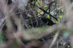 Scytalopus opacus