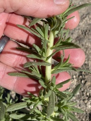 Deinandra floribunda