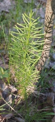 Equisetum arvense