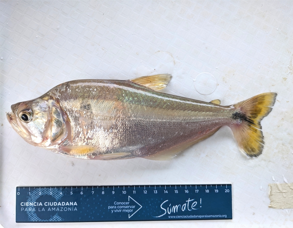 Cynopotamus amazonum