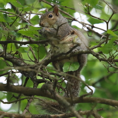Sciurus carolinensis