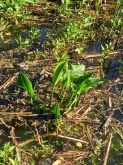 Alisma plantago-aquatica