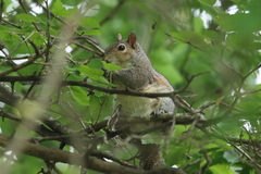 Sciurus carolinensis