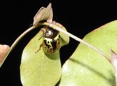 Calligrapha pantherina