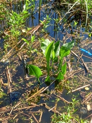 Alisma plantago-aquatica
