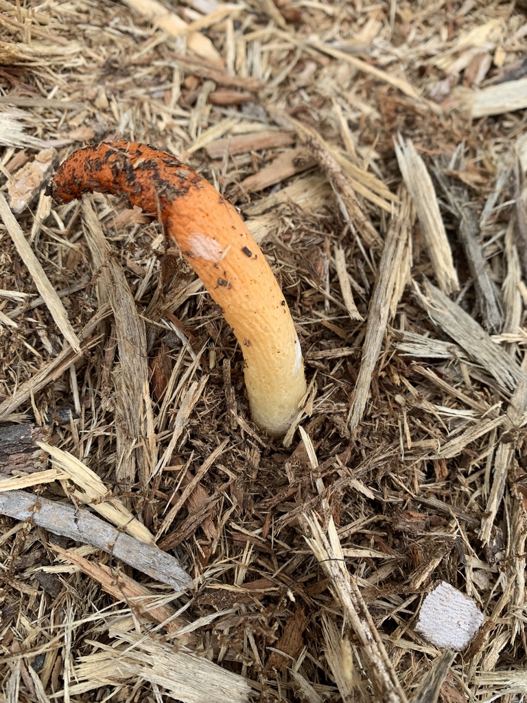 devil's dipstick from 330 Commerce Dr, Jefferson City, MO, US on June