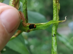Chilocorus renipustulatus