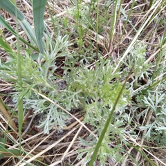 Artemisia campestris