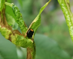 Chilocorus renipustulatus