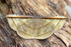 Entomogramma fautrix