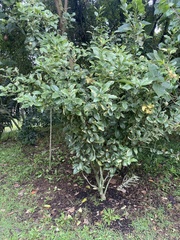 Iochroma arborescens