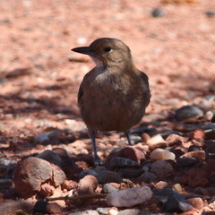 Pseudoseisura gutturalis