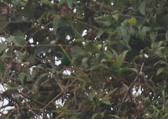 Chlorornis riefferii