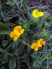 Lotus parviflorus
