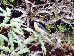 Pipraeidea melanonota