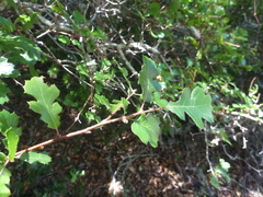 Quercus × ganderi