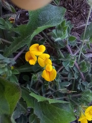 Lotus parviflorus