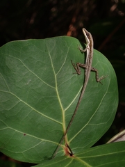 Anolis semilineatus