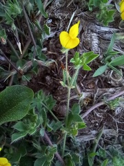 Lotus parviflorus