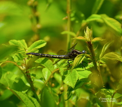 Phanogomphus borealis