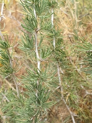 Asparagus albus