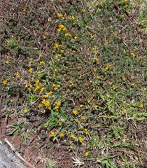 Lotus parviflorus