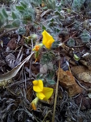 Lotus parviflorus